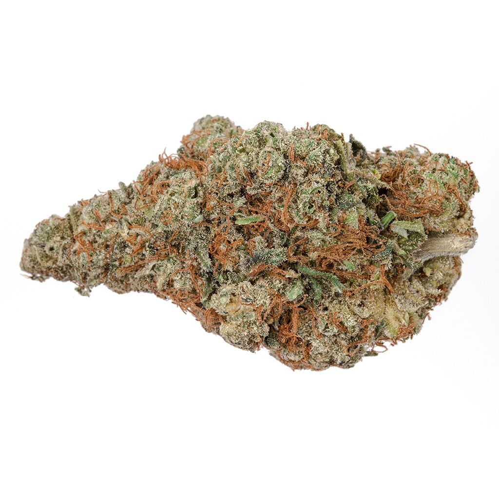 Rotterdam Indica